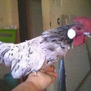 Meet your Posher, Sherri